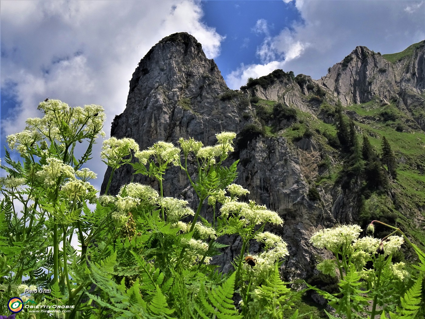 26 Torrione del Corno Branchino con ombrellifera Chaerophyllum hirsutum (Cerfoglio selvatico) .JPG